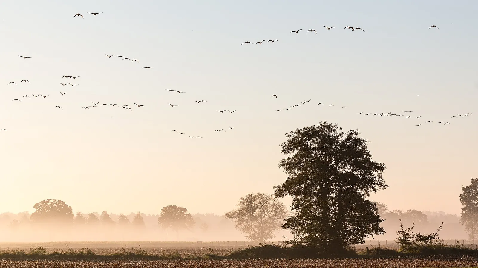 Felder und Bäume im Morgennebel im Münsterland