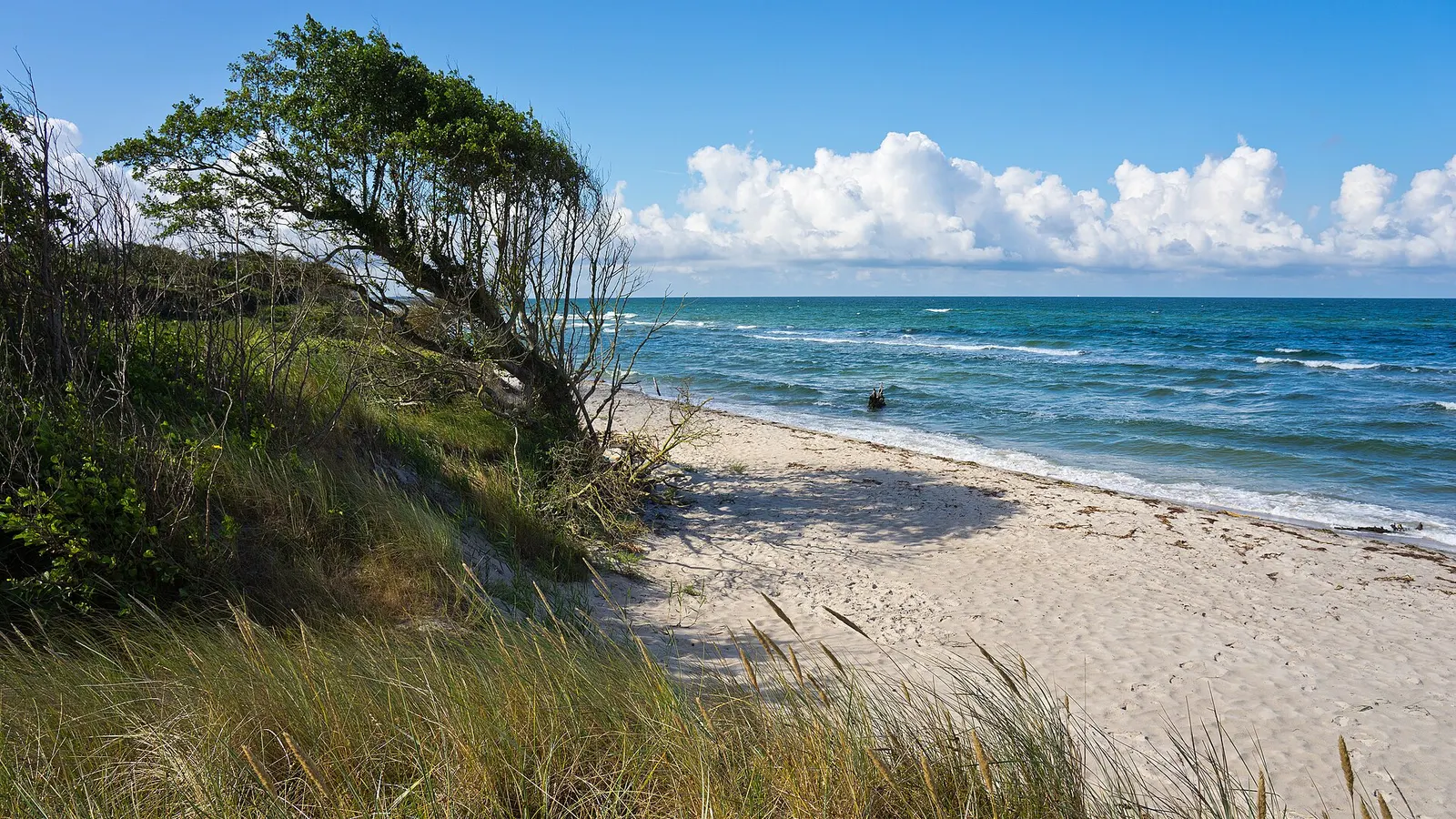 Naturstrand mit Windflüchter am Darßer Weststrand